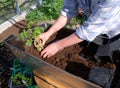 Planting tomato