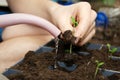 Planting tomato seedling