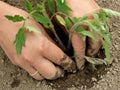 Planting tomato seedlings Royalty Free Stock Photo