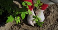 Planting tomato seedlings in the ground, close up. Home gardening. Organic farming and spring gardening concept. Royalty Free Stock Photo