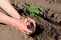 Planting tomato seedlings in hole. Close up.