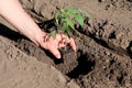 Planting tomato seedlings in hole. Close up. Royalty Free Stock Photo