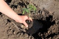 Planting tomato seedlings in hole with water. Close up.