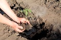 Planting tomato seedlings in hole with water. Close up. Royalty Free Stock Photo