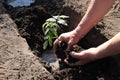 Planting tomato seedlings in hole with water. Close up. Royalty Free Stock Photo