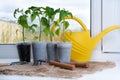 Planting tomato seedlings on windowsill. Home gardening. Rake, shovel Royalty Free Stock Photo