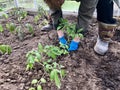 Planting tomato sprouts in the ground. Gloved hands, work in the ground. To work in the garden. Natural product, environmentally Royalty Free Stock Photo