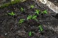 Planting tomatoes pepper seedling in ground, soil in organic garden, greenhouse. farming, cultivation, agriculture in spring Royalty Free Stock Photo