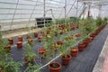 Planting tomatoes using modern methods. It was planted in pots. Irradiated using the self dripping method.