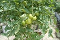 Planting tomatoes using modern methods. It was planted in pots. Irradiated using the self dripping method.