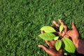 Planting tree Royalty Free Stock Photo