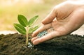 Planting tree Royalty Free Stock Photo