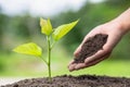 Planting a tree. Close-up hand of the men planting  the seedlings into the ground, The idea of planting trees to reduce global Royalty Free Stock Photo