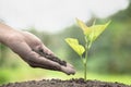 Planting a tree. Close-up hand of the men planting  the seedlings into the ground, The idea of planting trees to reduce global Royalty Free Stock Photo