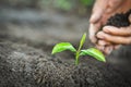 Planting a tree. Close-up hand of the men planting  the seedlings into the ground, The idea of planting trees to reduce global Royalty Free Stock Photo