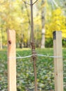 Planting a tree correctly with two stakes. Royalty Free Stock Photo