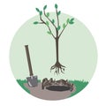 A planting a fruit tree and a shovel with a wooden handle isolated on a white background, a flat vintage vector stock illustration