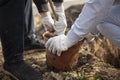 Planting a tree in the ground. The woman takes the plant out of the pot. Royalty Free Stock Photo