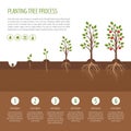 Planting tree process infographic. Apple tree growth stages. Ste