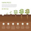 Planting tree process infographic. Tree growth. Bush vegetables