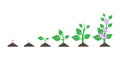 Planting tree. Seedling gardening plant. Seeds sprout in ground isolated on white background. Vector illustration. Royalty Free Stock Photo