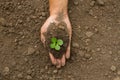 Planting tree, Small tree grow on soil on hand Royalty Free Stock Photo