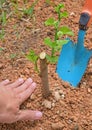 Plant or Planting a tree to protect the environment & counter climate impacts for brighter & better future