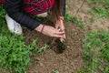 Planting trees - acacia