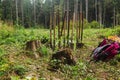 Planting trees in the forest. Dirty shovels stand in the forest waiting for work.