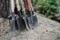 Planting trees in the forest. Dirty shovels stand by the tree waiting for work.