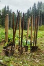 Planting trees in the forest. Dirty shovels stand in the forest waiting for work.