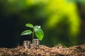 Planting trees growth passion fruit and hand Watering in nature Light and background Royalty Free Stock Photo