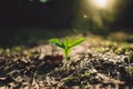 Planting trees Seedlings in the forest Evening light Royalty Free Stock Photo