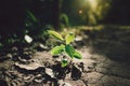 Planting trees Seedlings in the forest Evening light Royalty Free Stock Photo