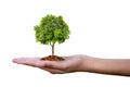 Planting trees on a silver coin in the hands of two hands that are completely separated from  background. Royalty Free Stock Photo