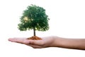 Planting trees on a silver coin in the hands of two hands that are completely separated from the background.