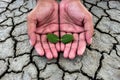 Planting trees to mitigate drought. Royalty Free Stock Photo