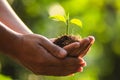 Planting trees Tree Care save world,The hands are protecting the seedlings in nature and the light of the evening Royalty Free Stock Photo