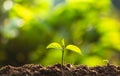 Planting trees Tree Care save world,The hands are protecting the seedlings in nature and the light of the evening Royalty Free Stock Photo