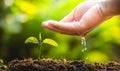 Planting trees Tree Care save world,The hands are protecting the seedlings in nature and the light of the evening Royalty Free Stock Photo