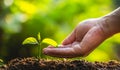 Planting trees Tree Care save world,The hands are protecting the seedlings in nature and the light of the evening Royalty Free Stock Photo