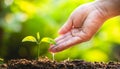 Planting trees Tree Care save world,The hands are protecting the seedlings in nature and the light of the evening Royalty Free Stock Photo