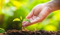 Planting trees Tree Care save world,The hands are protecting the seedlings in nature and the light of the evening Royalty Free Stock Photo