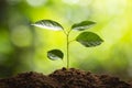 Planting trees Tree growth Seeding Fourth step seed is a tree. Royalty Free Stock Photo