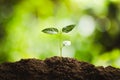 Planting trees Tree growth Seeding Fourth step seed is a tree. Royalty Free Stock Photo