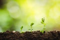 Planting trees Tree growth Seeding Fourth step seed is a tree. Royalty Free Stock Photo