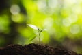 Planting trees Tree growth Seeding Fourth step seed is a tree. Royalty Free Stock Photo