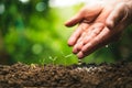 Planting trees.Tree growth,Seedling In nature Green and gold Royalty Free Stock Photo