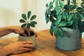 Planting a tropical plant schefflera scion in a pot