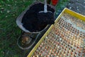 Planting tulip bulbs in a raised bed during sunny autumn afternoon. Adding compost to flowerbed. Growing tulips.